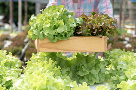 Farmers harvest salad vegetables into wooden boxes in rainy. Hydroponics vegetable grow naturally. greenhouse garden, Healthy,の写真素材
