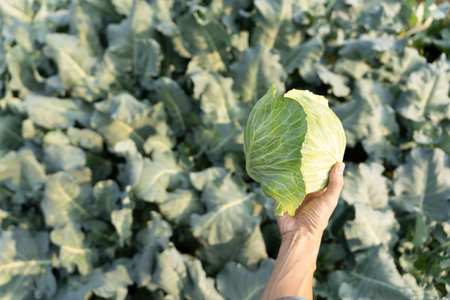 farmer show fresh vegetables and no chemical, cabbage harvest, natural selection, organic, harvest season, agricultural business owner, young smart framing, healthy,の写真素材
