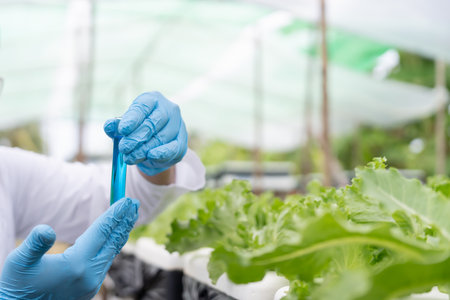 Organic farming, salad farm. Farmers are checking water conditions during planting. Hydroponics vegetable, Ecological Biological,の写真素材