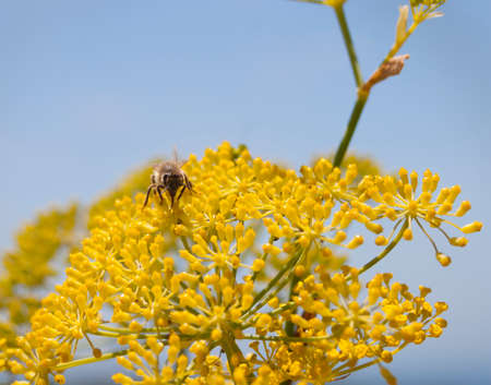a clos up of a yellow flower with a bee and blue sky 