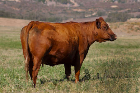 a large breown dairy cow in pasture walking away 