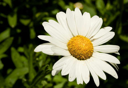 Single white daisy flower with green and black background out of focus for text.