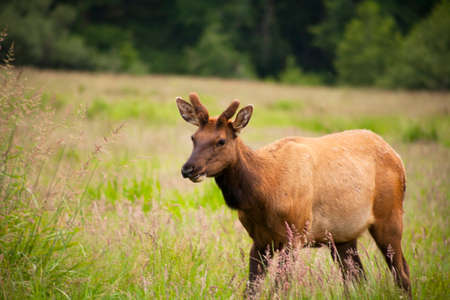 Wild elk buck, male, walking in tall grass in the field with pine trees in the background.の写真素材