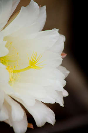 Side view of a white cactus flower in full bloom. dark blurred backgroundの写真素材
