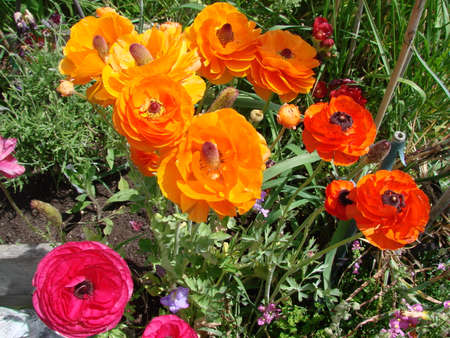 Colourfull Flowers