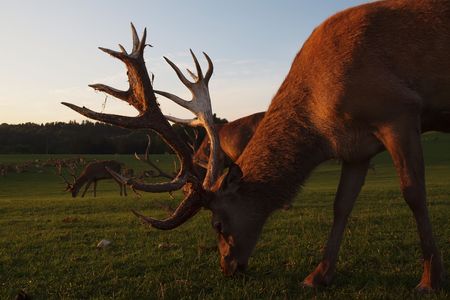 Red Deers evening grazing (Cervus elaphus)の写真素材