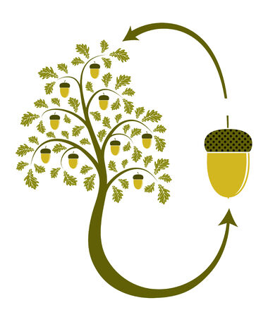 oak tree life cycle on white backgroundのイラスト素材