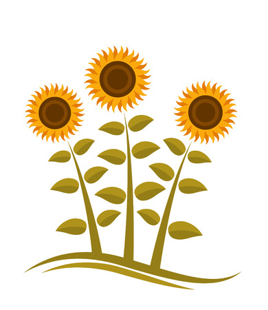 sunflowers on white backgroundのイラスト素材