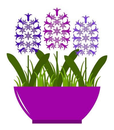 vector hyacinths in pot isolated on white backgroundのイラスト素材