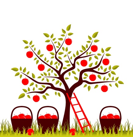 apple tree, ladder and baskets of applesのイラスト素材
