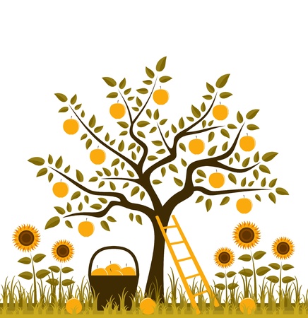 apple tree, basket of apples and sunflowersのイラスト素材