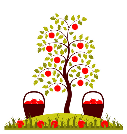 apple tree and baskets of applesのイラスト素材