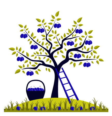 plum tree, ladder and basket of plumsのイラスト素材
