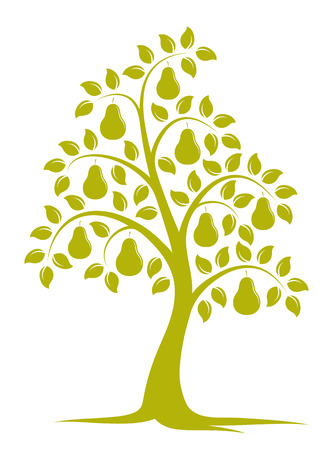 Vector pear tree isolated on white background.のイラスト素材