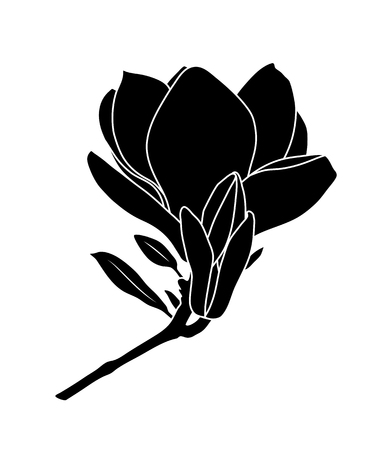 vector magnolia flower isolated on white backgroundのイラスト素材