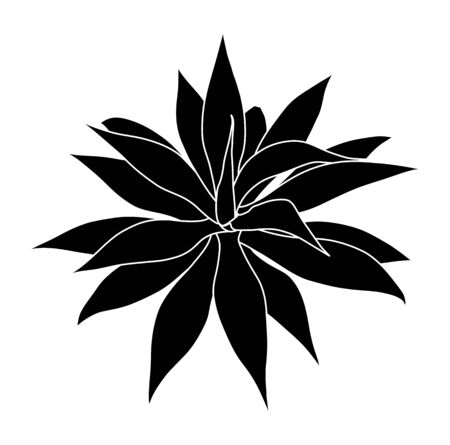 vector agave isolated on white backgroundのイラスト素材
