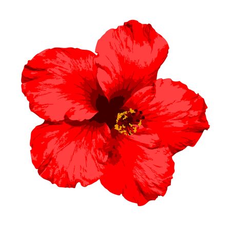 vector red hibiscus flower isolated on white backgroundのイラスト素材