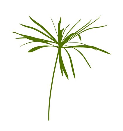 vector umbrella sedge plant isolated on white backgroundのイラスト素材