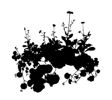 vector pot marigold (Calendula officinalis) and indian cress - garden nasturtium - monks cress (Tropaeolum majus) silhouette isolated on white backgroundのイラスト素材