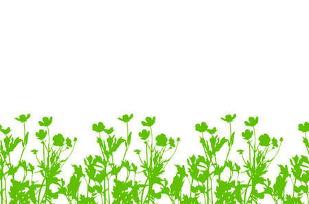 vector seamless buttercup flowers - hairy buttercup (Ranunculus sardous) border isolated on white backgroundのイラスト素材