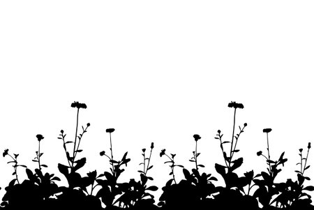 vector seamless pot marigold (Calendula officinalis) border isolated on white backgroundのイラスト素材