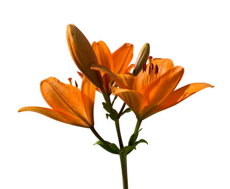 orange lily flower isolated on white backgroundの写真素材