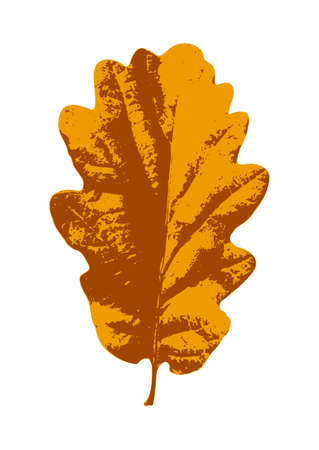 vector autumn oak tree leaf isolated on white backgroundのイラスト素材