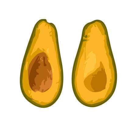 vector avocado isolated on white backgroundのイラスト素材