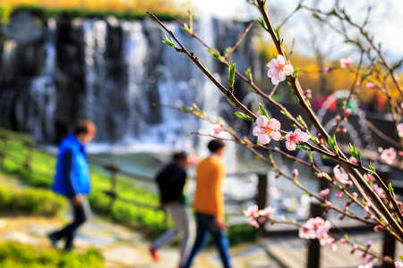 A park with plum blossoms
