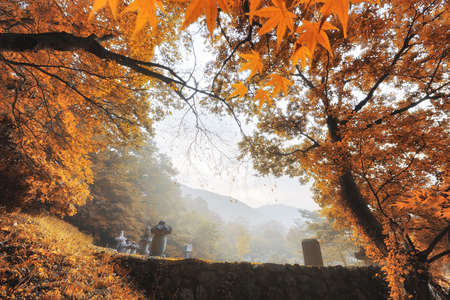 autumn leavesの写真素材