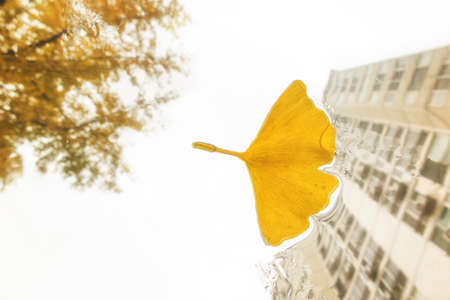Gingko leaves on car glassの写真素材