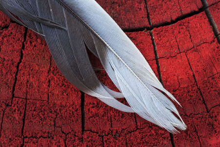 Feathers of the upper benchの写真素材