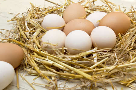 Fresh raw eggs in hen nest.