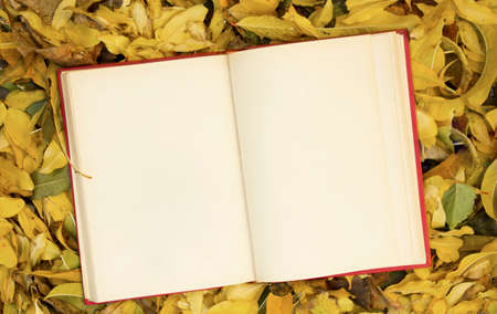 Open notebook on autumn leaves.の写真素材