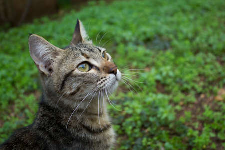 Tabby cat looking curious.