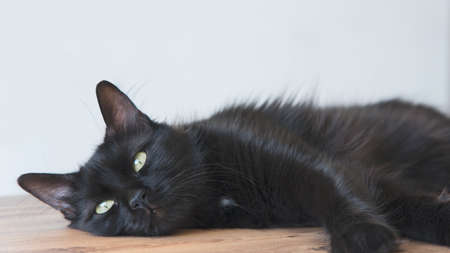 Beautiful black cat with green eyes lying on wooden floorの写真素材