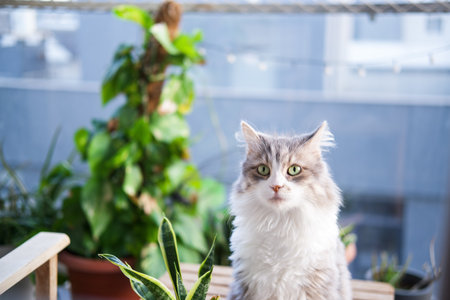 Sweet cat looking at the screen next to plants.の写真素材