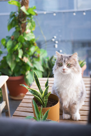 Sweet cat looking at the screen next to plants.の写真素材