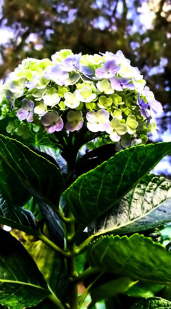 Hydrangea common name hydrangea or hortensia, a very beautiful blooming flower