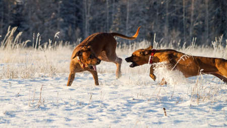 Two Rhodesian Ridgeback playing on the sparkling snowの写真素材
