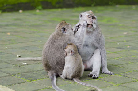 Exotic asian animals. Cute monkeys family. Wildlife Bali, Indonesia.の写真素材