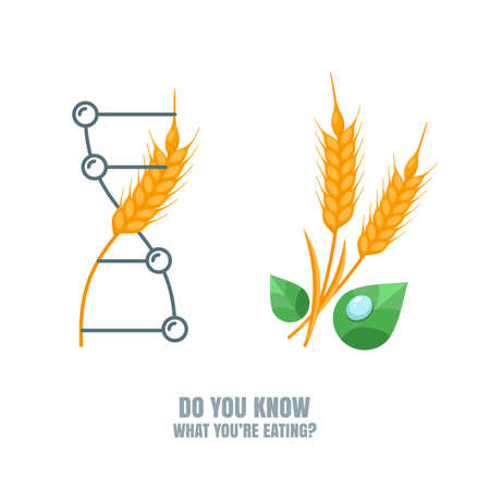 Healthy and gmo food concept. Vector illustration of organic wheat and genetically modified wheat. Farming and agriculture illustration of cereals, barley or rye ears. Do you know what you're eating.のイラスト素材