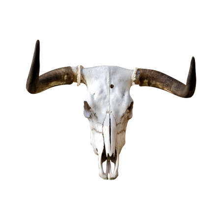 Buffalo skull isolated on white background. Bull white scull.の写真素材