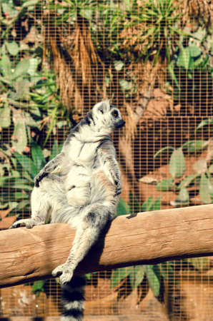 Ring-tailed lemur sunbathing on the tree. Lemur catta endemic to the island of Madagascar.の写真素材