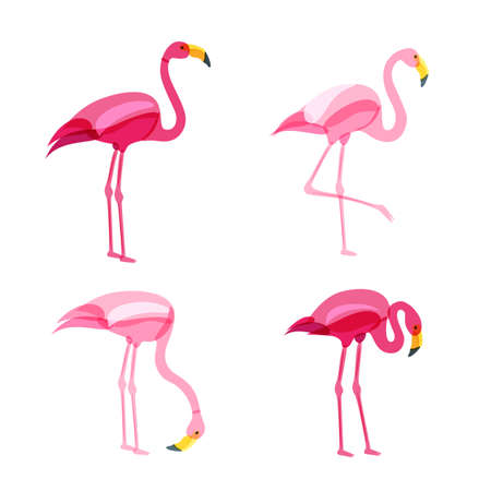 Pink flamingo set isolated on white background. Vector hand drawn doodle illustration. Flamingo birds in various poses.のイラスト素材
