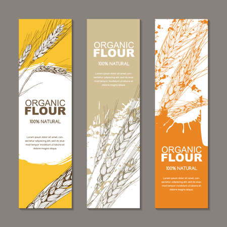 Set of vector backgrounds for label, package. Sketch hand drawn illustration of wheat ears. Concept for organic flour, harvest and agriculture, grain, cereal products, bakery, healthy food.のイラスト素材