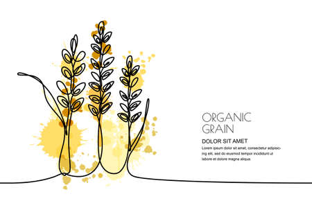 Continuous line drawing of wheat, rice ears and grains on watercolor splashes background, design  for agriculture, organic cereal products, bakery.のイラスト素材