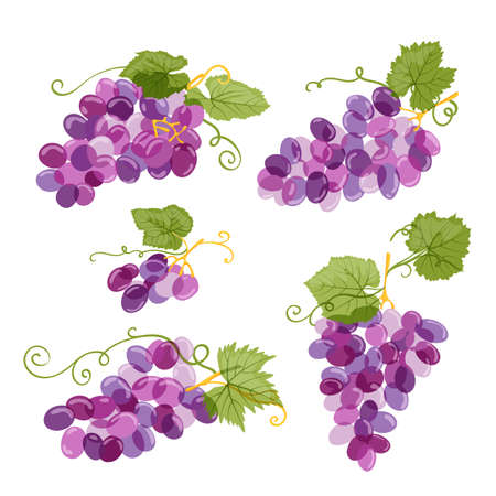 Set of vector grapes illustration isolated on white background. Fresh hand drawn grape with green leaves. Design elements for wine label or packaging.のイラスト素材