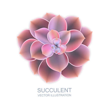 Cactus flower top view image illustrationのイラスト素材