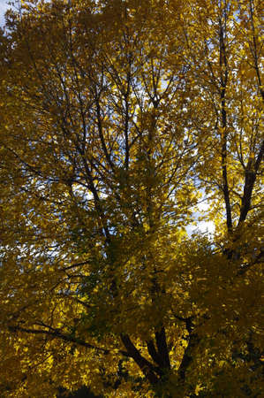 Autumn tree with yellow leaves